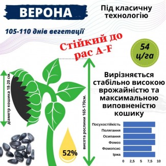 Насіння соняшника гібрид - ВЕРОНА