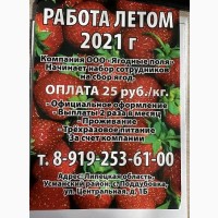 ООО«Ягодные поля» начинает набор сотрудников для сбора клубники