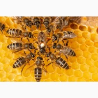 Бакфаст, Карника, Карпатка отводки бджіл, бджолопакети