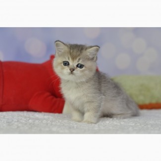 Британські кошенята British kitten