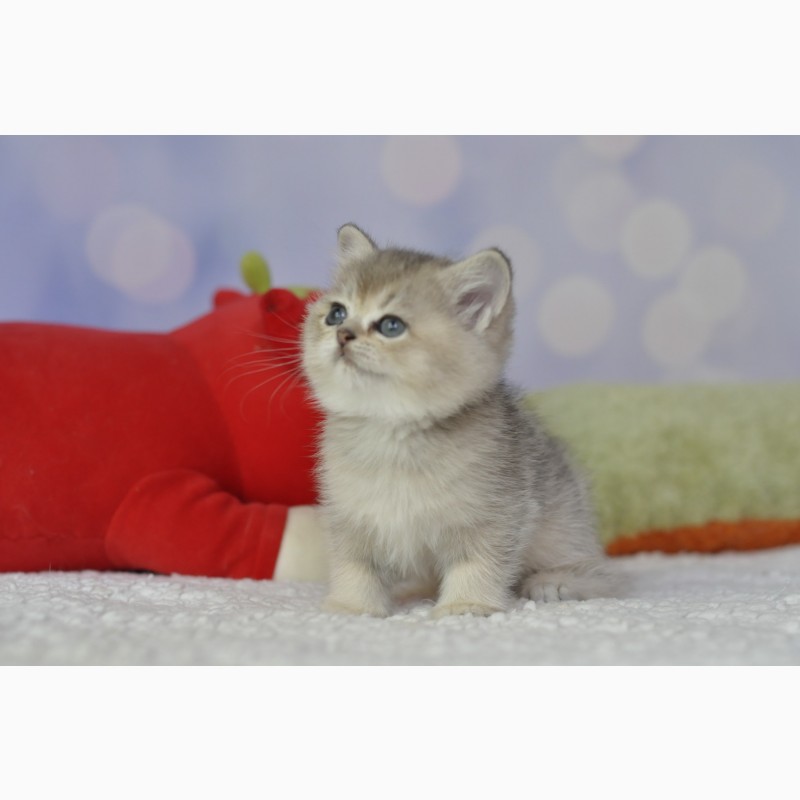 Фото 2/4. Британські кошенята British kitten