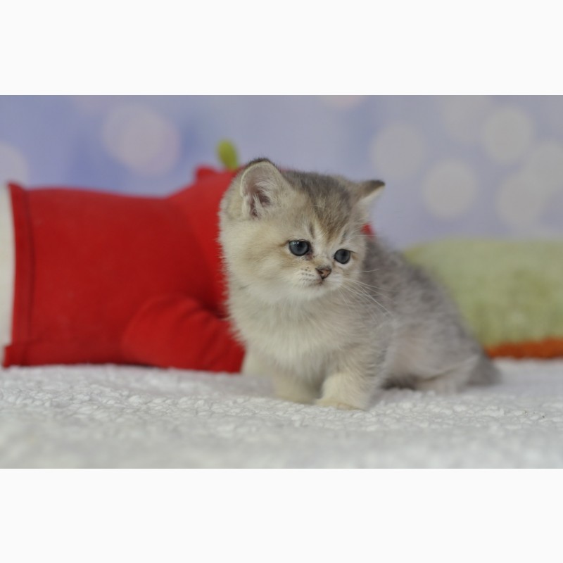 Фото 3/4. Британські кошенята British kitten