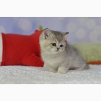 Британські кошенята British kitten