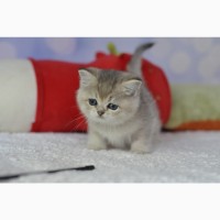 Британські кошенята British kitten