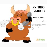 Покупаю быков весом от 100 кг до 500 кг, все регионы! Дорого! Только ОПТОМ