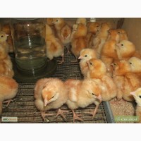Продам цыплят суточных, несушки Ломан-Браун, Рэд-Бро, =20гр. с 11, 08, 23г. г. Днепр