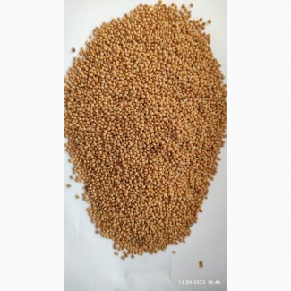 Продам просо жовте (Panicum miliaceum) - 900т., б/н або $, виробник