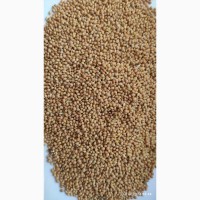 Продам просо жовте (Panicum miliaceum) - 900т., б/н або $, виробник