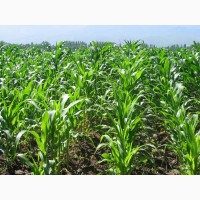 Продам кукурудзу 1000 тонн, Київська обл, Завадівка