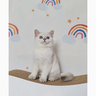 British shorthair ns11 33