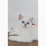 British shorthair ns11 33