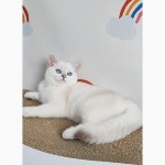 British shorthair ns11 33