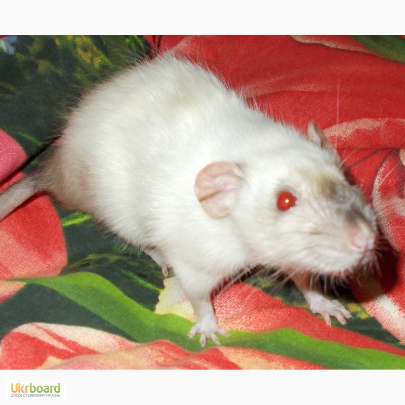 Декоративная крыса сиамская фото