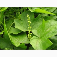 Діоскорея ніппонська, диоскорея ниппонская (Dioscorea nipponica)