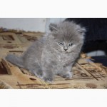 Продам шотландский котик (Хайленд Страйт) лиловый окрас