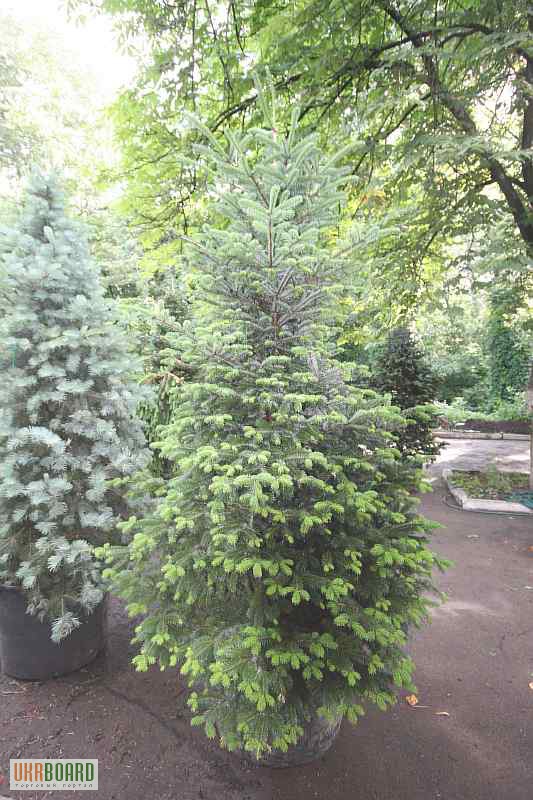 Фото 10. Самшит вечнозелёный кустовой 35-40 40-45 см Киев купить.