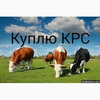 Скупаю коров, быков, телок