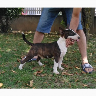 Miniature bullterrier puppies