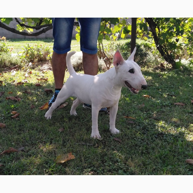 Фото 11. Miniature bullterrier puppies