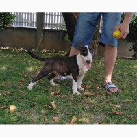 Miniature bullterrier puppies