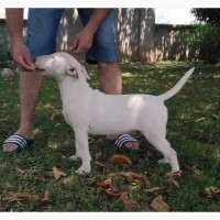 Miniature bullterrier puppies