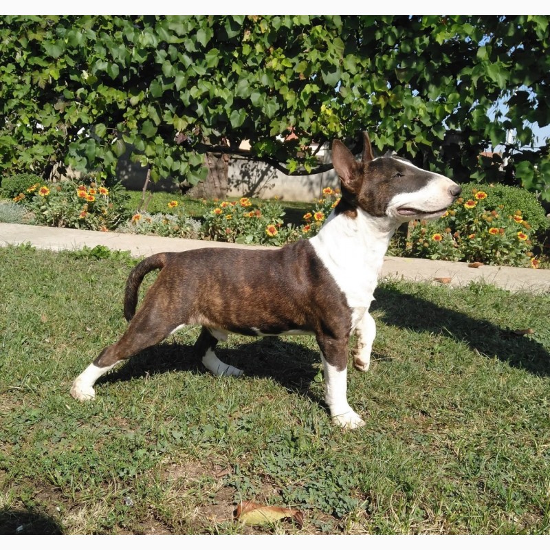 Фото 7. Miniature bullterrier puppies