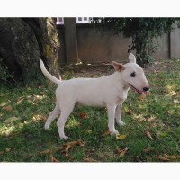 Miniature bullterrier puppies