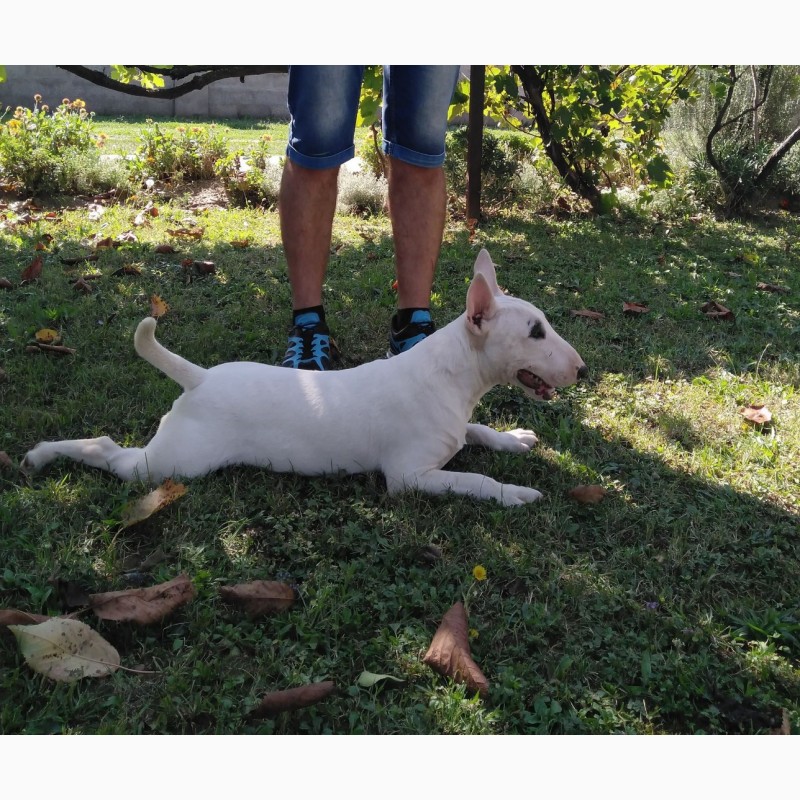 Фото 9. Miniature bullterrier puppies