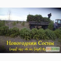 Крымская новогодняя сосна елка оптом Кобеляки, цена с доставкой