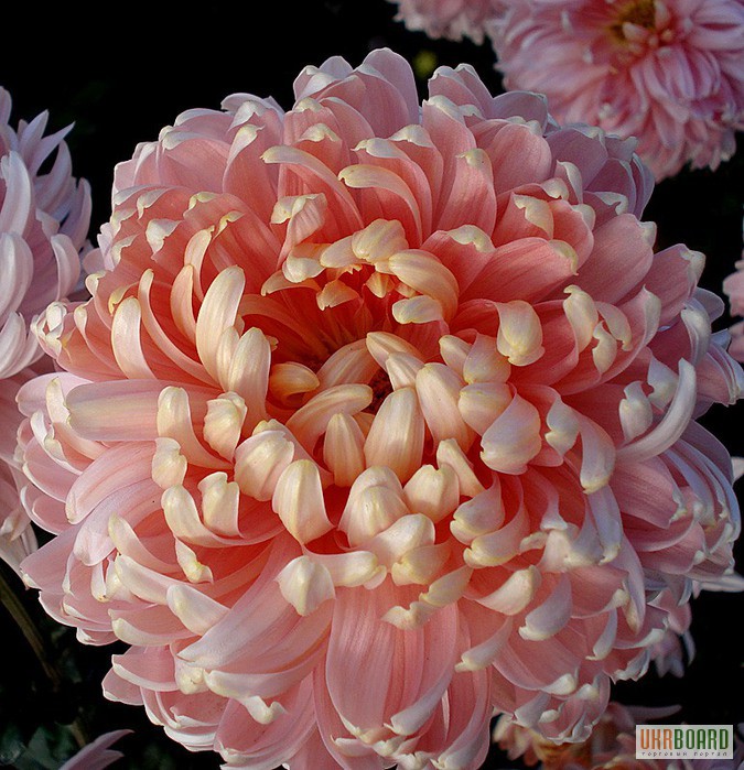 Черенок хризантемы фото