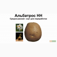 Семенной картофель сорт Альбатрос