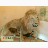 Чучело льва Таксидермия