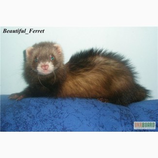 Beautiful_Ferret Питомник хорьков!