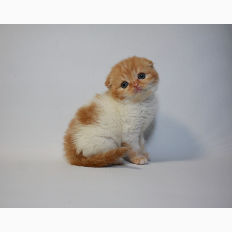 Фото 2/2. Нежный малыш Scottish Fold