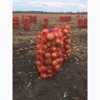 Продам лук оптом. Возможно оплата по безналу