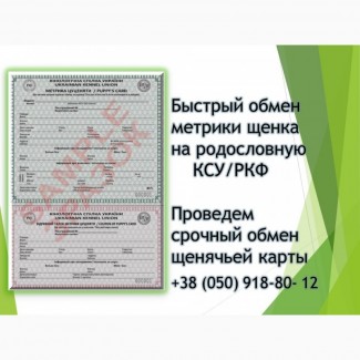 Як швидко обміняти метрику цуценя на родовід КСУ/РКФ. Терміновий обмін щенячої карти