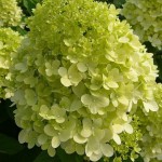 Гортензия (Hydrangea) от 110 грн