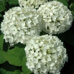 Гортензия (Hydrangea) от 110 грн