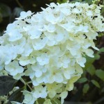 Гортензия (Hydrangea) от 110 грн