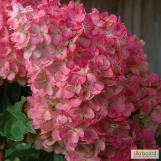 Гортензия (Hydrangea) от 110 грн