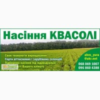 Насіння квасолі з Польщі