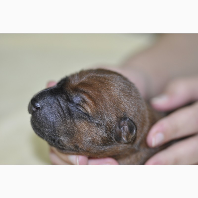 Фото 1/8. Thai Ridgebck dog. Предлагаю к бронированию щенков Тайского Риджбека