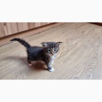 Maine coon котята от родителей класса breed. Украина