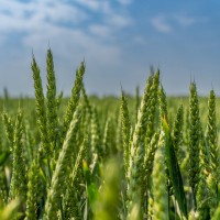 Насіння пшениці озимої Емерік KWS