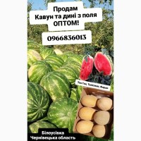 Продам кавуни та дині оптом з поля