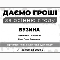 Скуповую бузину чорну оптом, Миколаївська обл, шукаю заготівельників