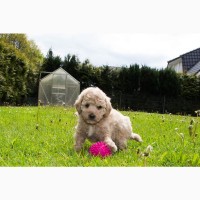 Poodle Puppy ready