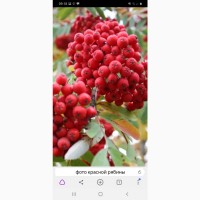 КУПИМ СУХУЮ ЯГОДУ красной рябины, шиповник, боярышник.Самовывоз от 500 кг