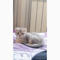 Котёнок Шотландская вислоухая