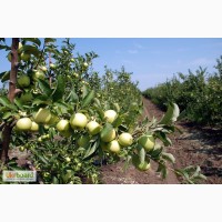 Продаи власний яблуневий садок в Вінницькій області